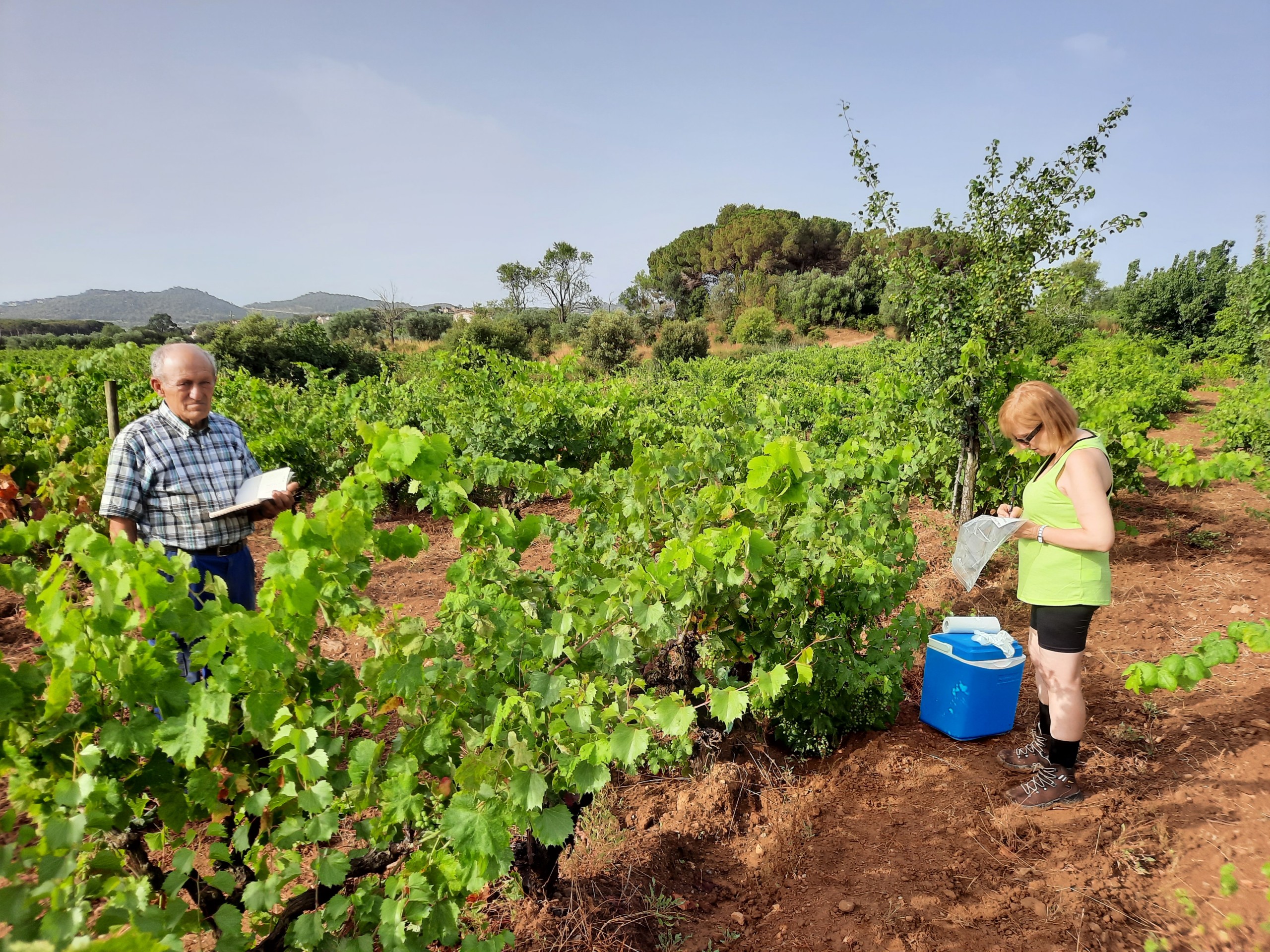Read more about the article Identifiquen 8 varietats desconegudes de vinya a Calonge i Sant Antoni