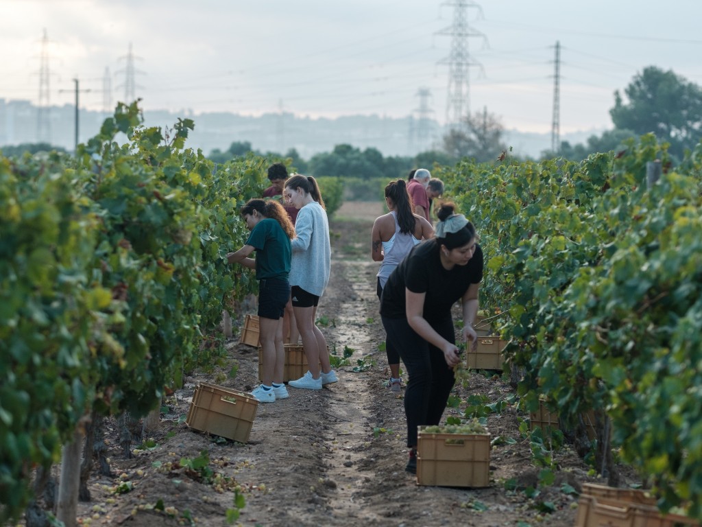 Read more about the article La sequera fa baixar la producció de vi negre de la URV